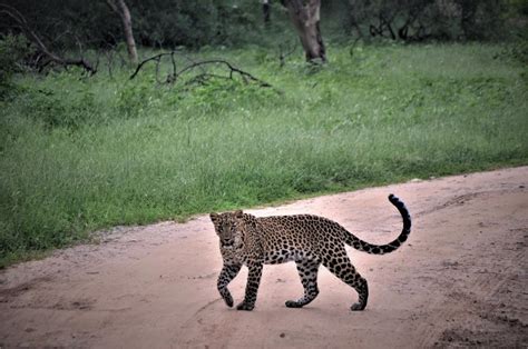 Galta Leopard Safari .